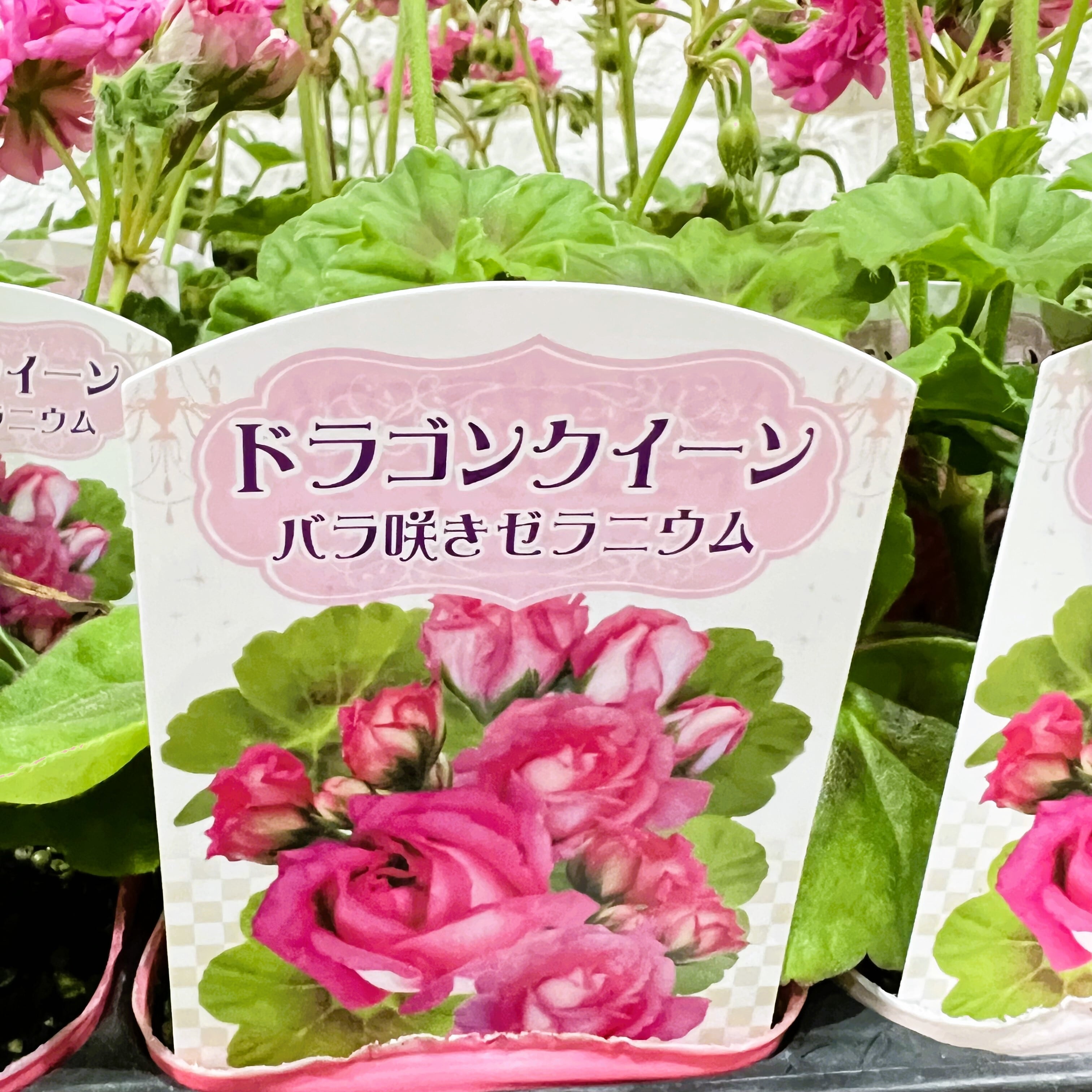 プレミアムゼラニウム：ドラゴンクイーン（3号）生産・流通少 バラ咲き