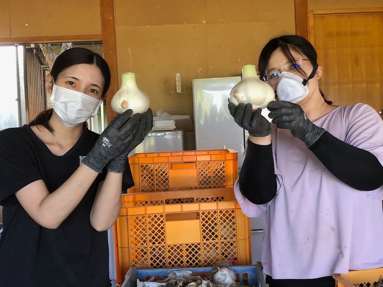 和気のジャンボニンニク【大容量5キロセット】大きな物で通常の