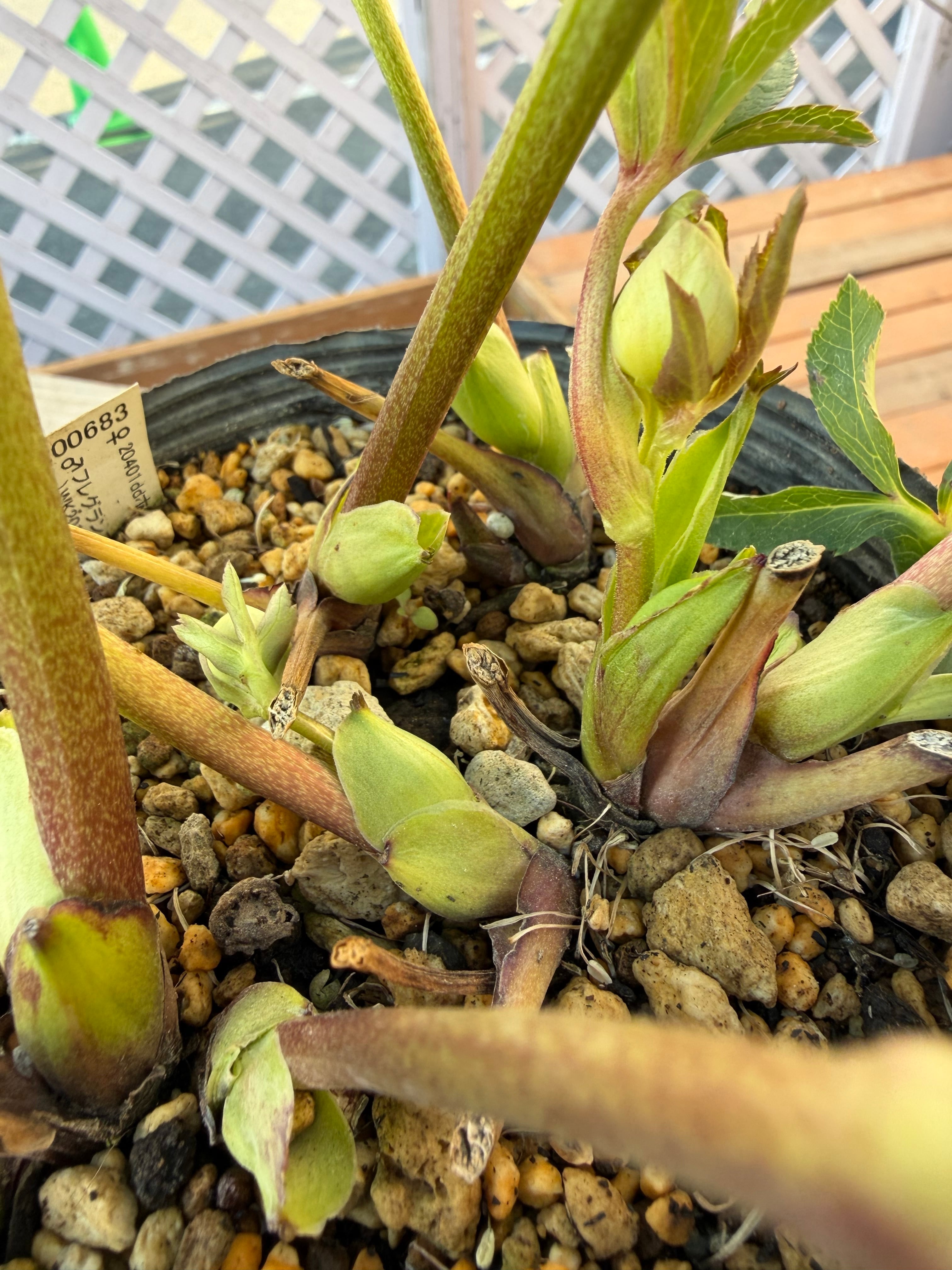 認定フレグランスホワイト 充実株 加藤農園 クリスマスローズ【Ka93