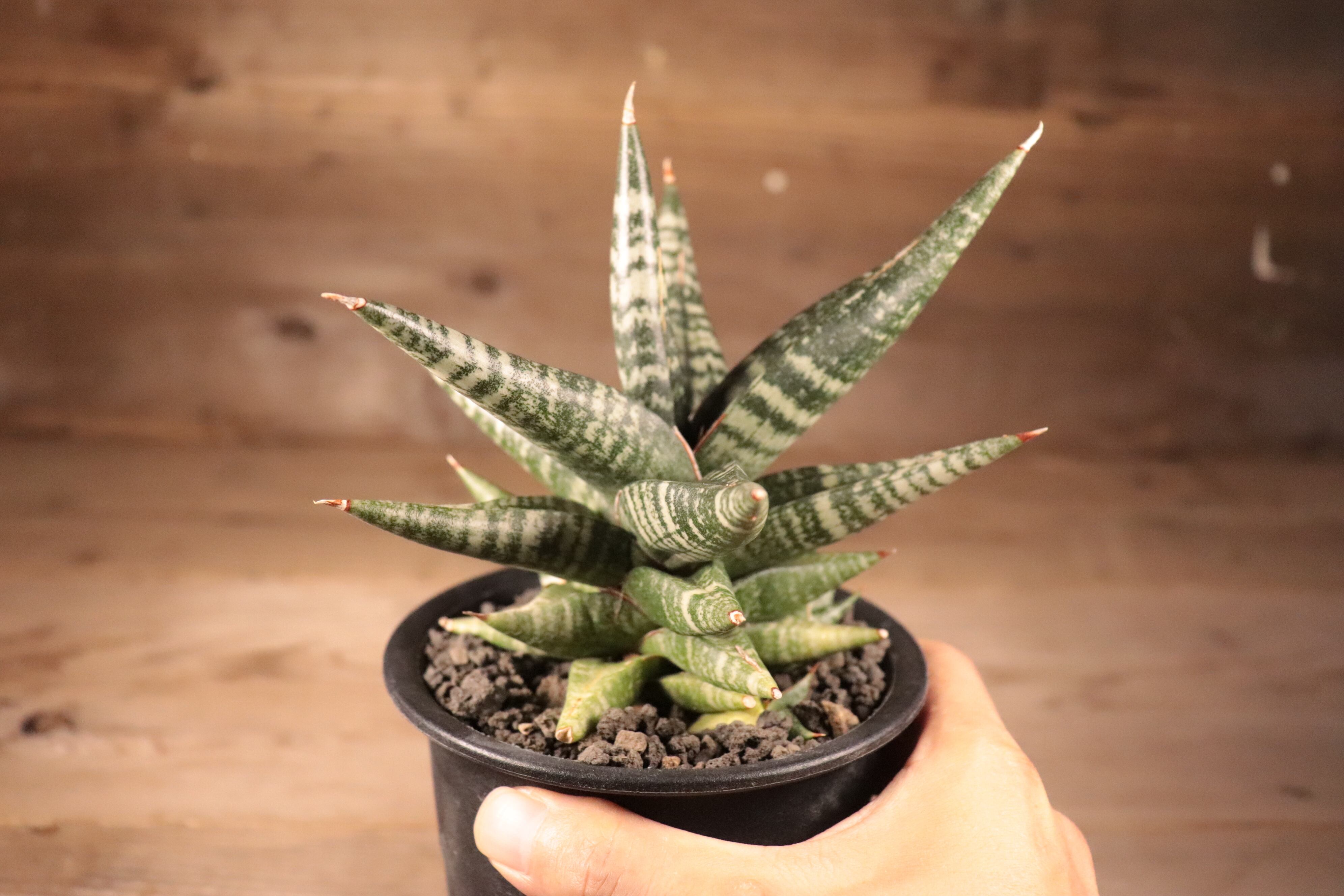 送料無料】Sansevieria 'Black Diamond'〔サンセベリア〕現品発送S0012