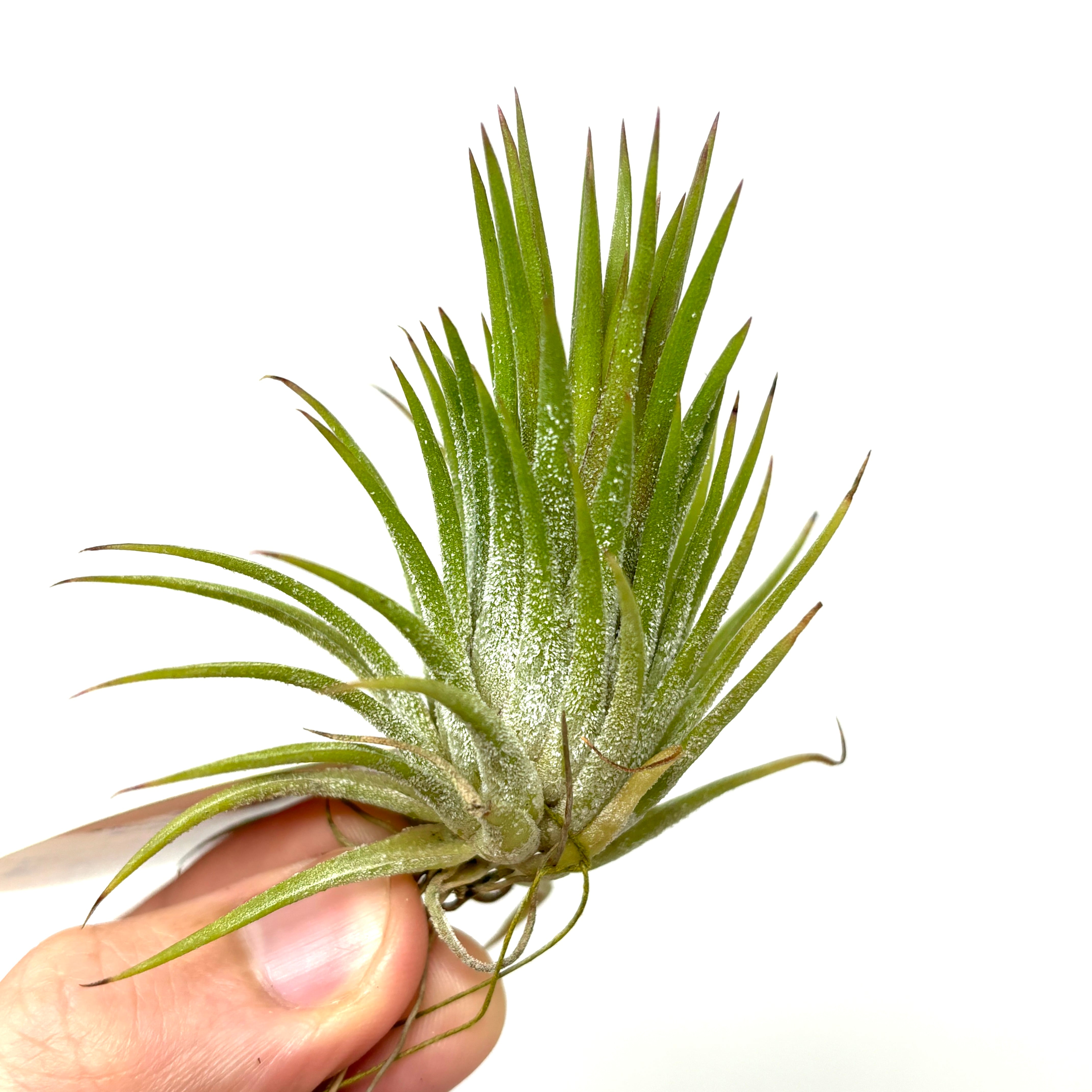 ブロメリア・エアープランツ Tillandsia 'A Rare Jewel' A31842 RFI Tillandsia 'A Rare Jewel' チランジア ア レア ジュエル☆エアー