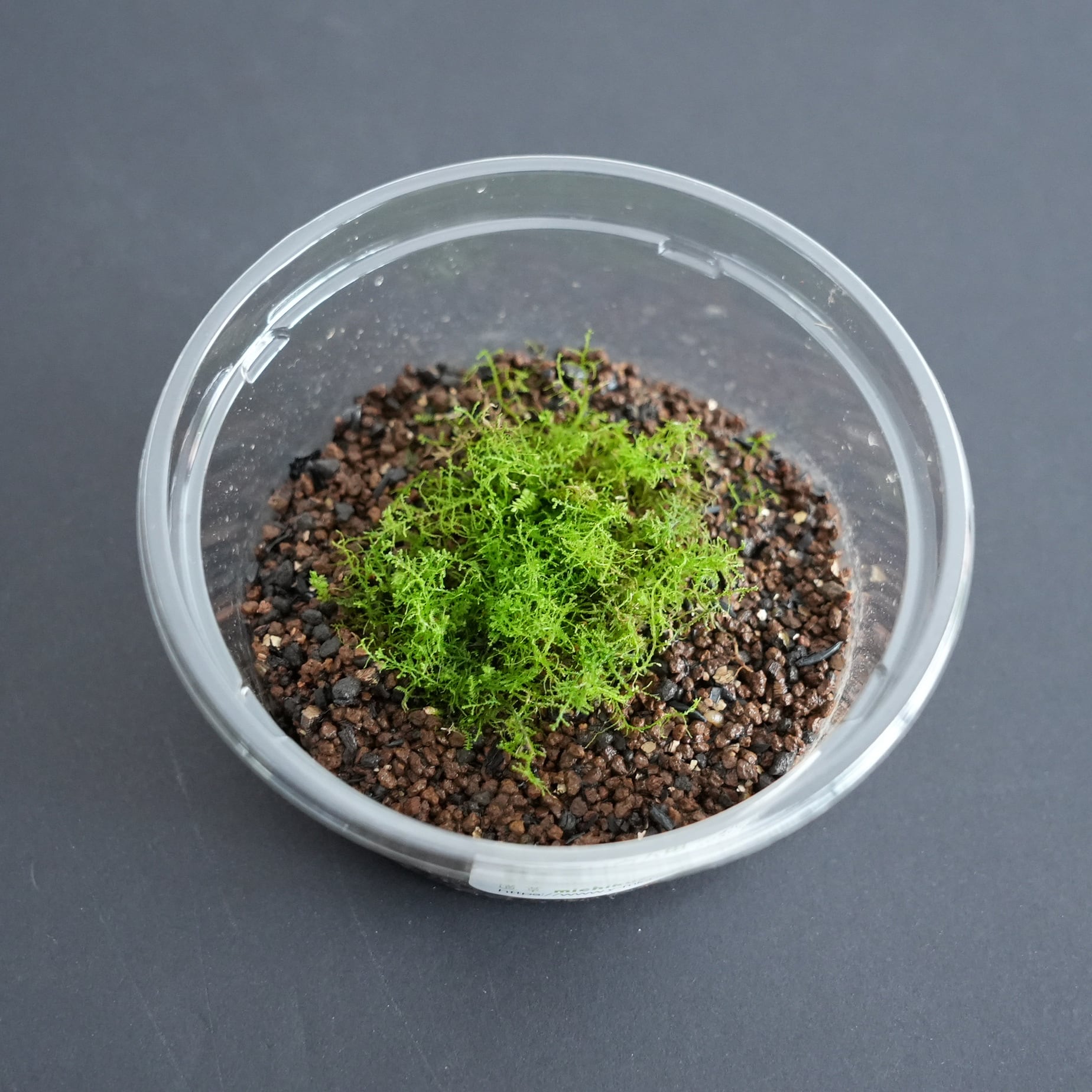 素材苔パック | 苔テラリウム専門ショップ道草