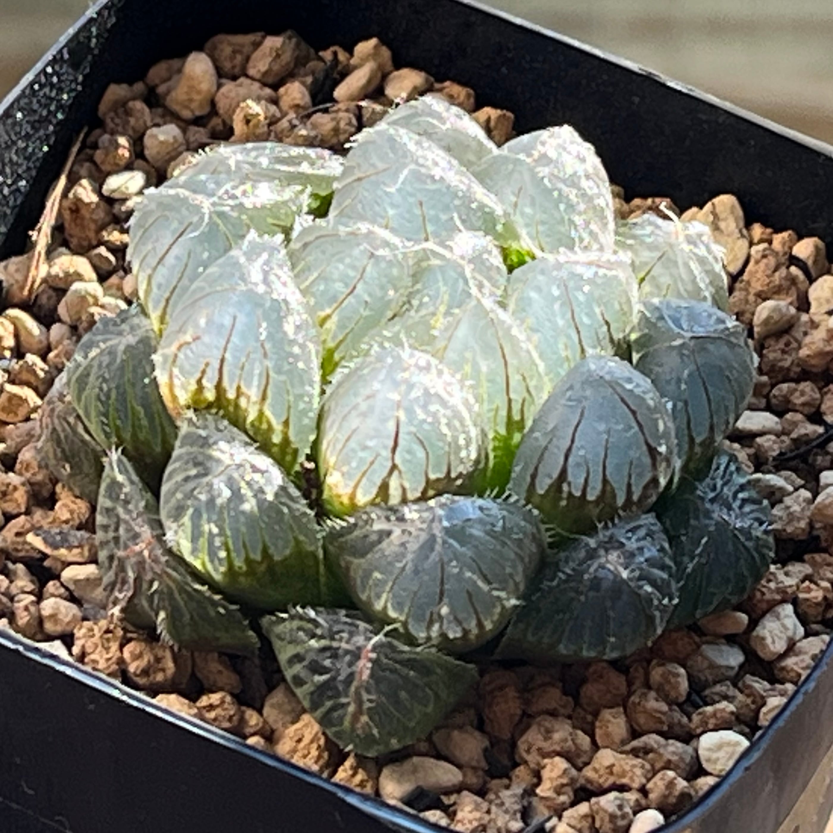 専用 丸葉ピクタ錦+ジェリーフィッシュ錦 専用 丸葉ピクタ錦+ジェリーフィッシュ錦 専用 丸葉ピクタ錦+ジェリー