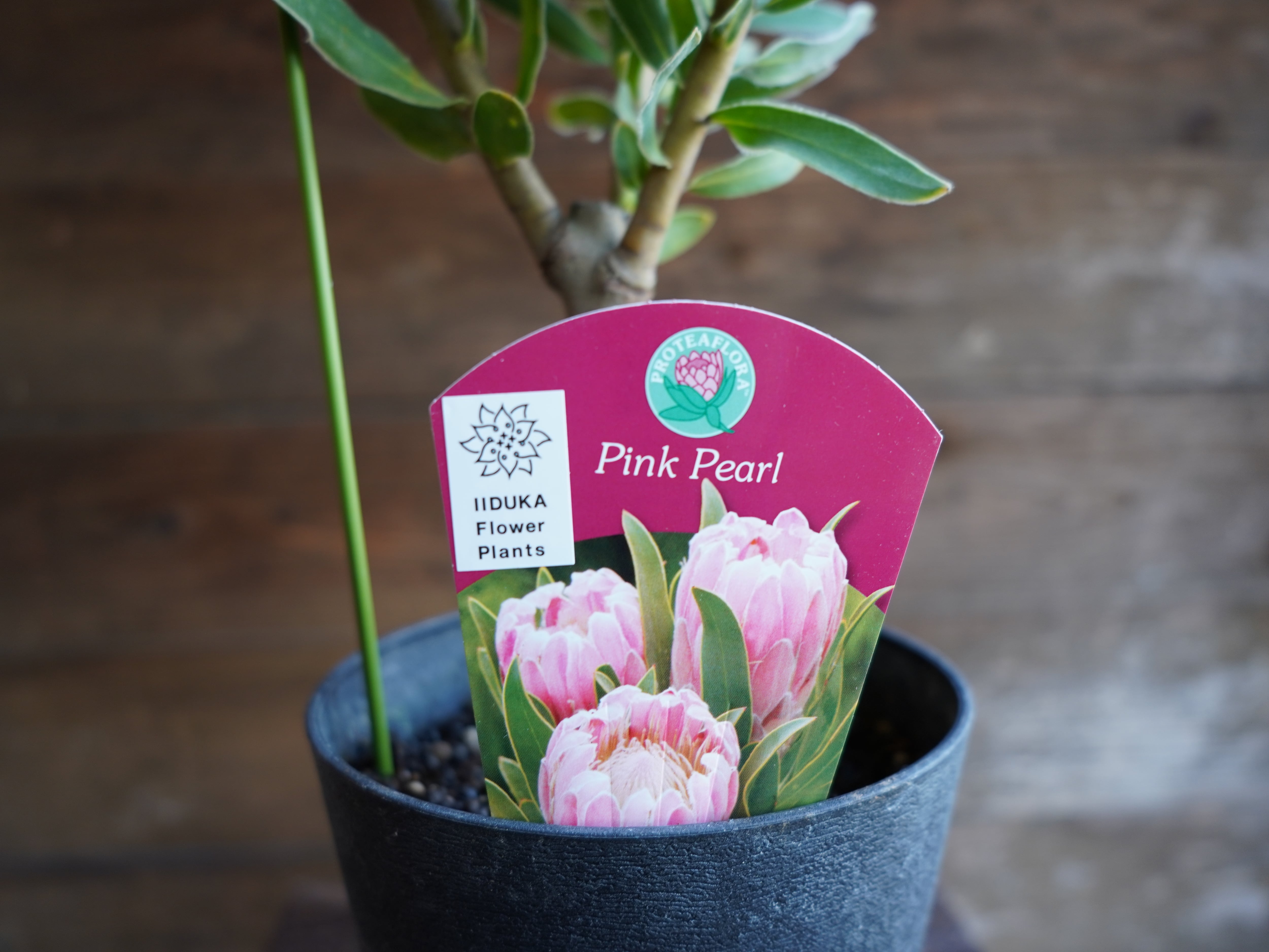 【現物】プロテア　"ピンクパール"