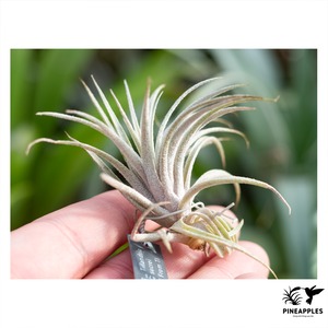 Tillandsia sucrei