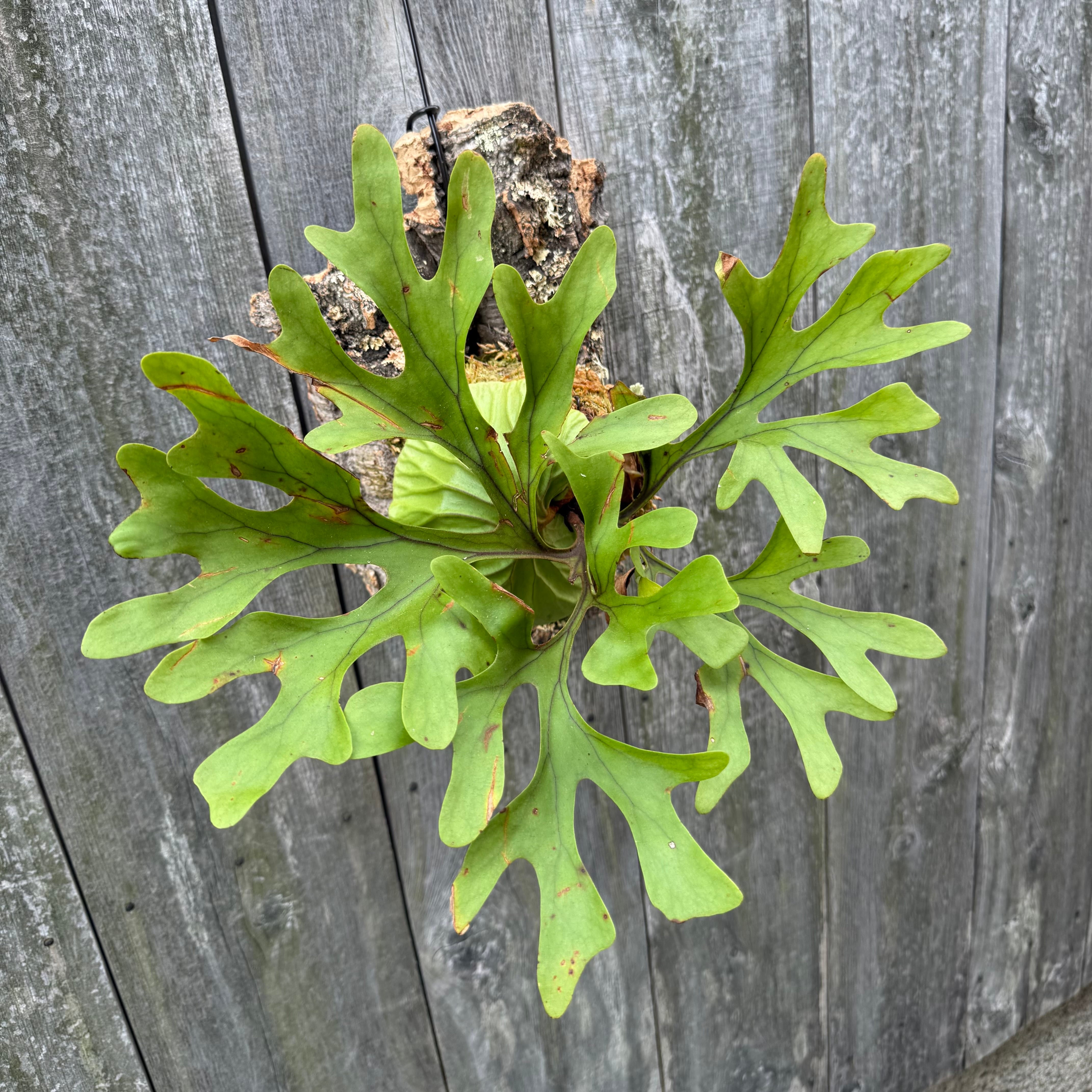 P.ridleyi wild | naturefix