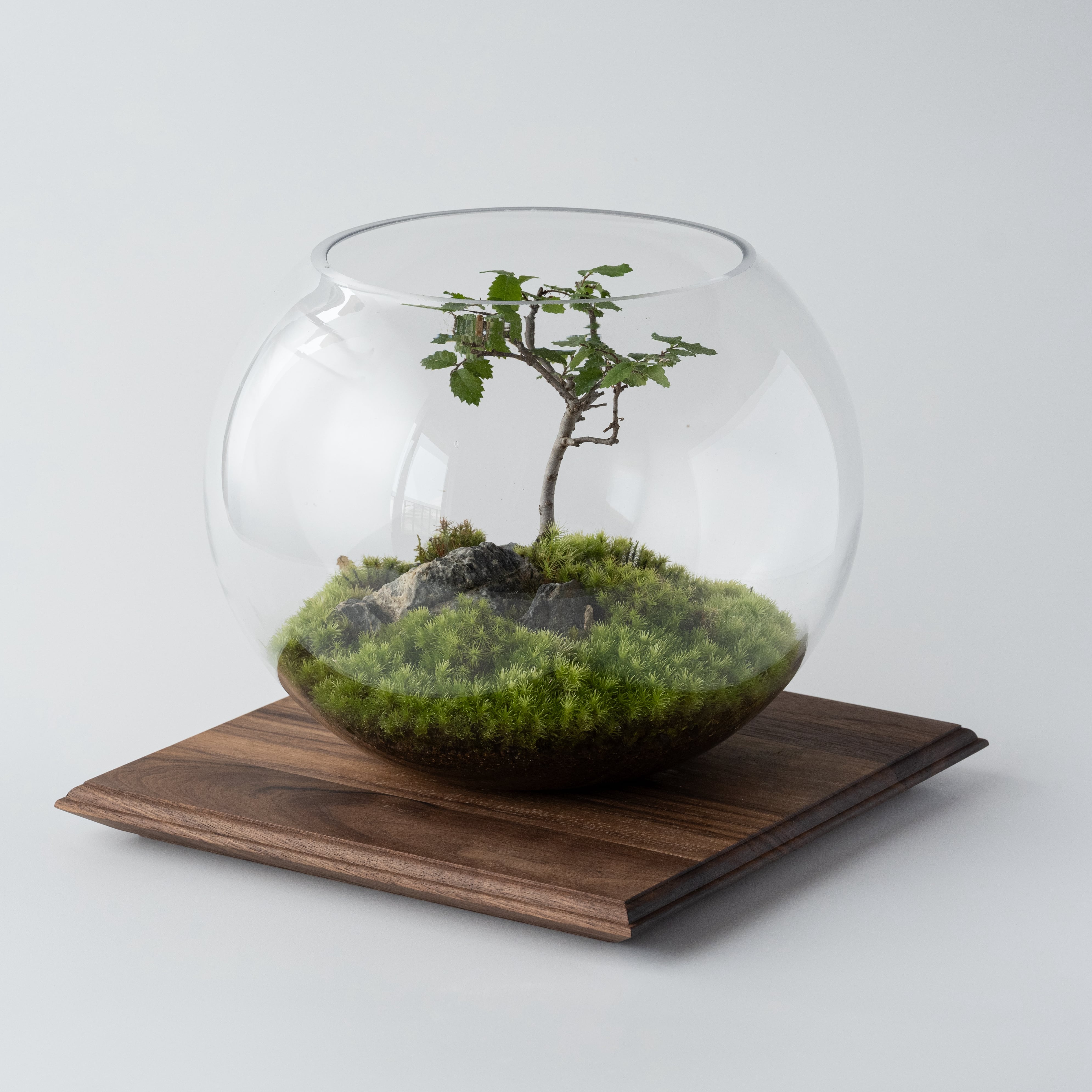 ウッドプレート｜ウォールナット材 | YOAKE GREEN SHOP