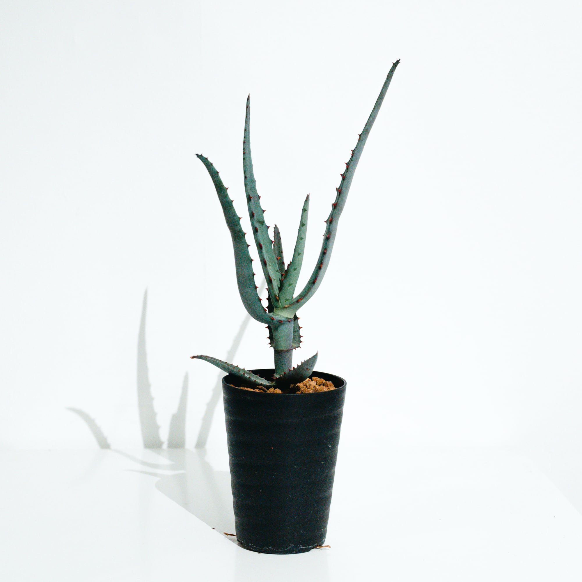 アロエラボのアロエ・ハイブリッド（Aloe hybrid）子株_250824 | MERAKI