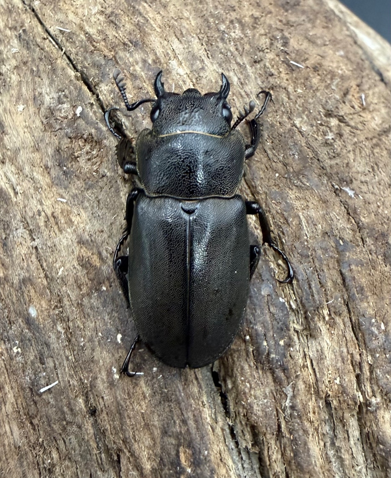 《スぺキオススホソアカ ベララベラ産 56mm ♂♀♀トリオ》