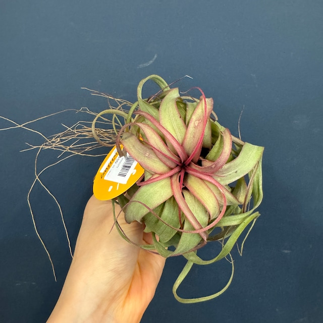 チランジア　エリックノブロック【937】