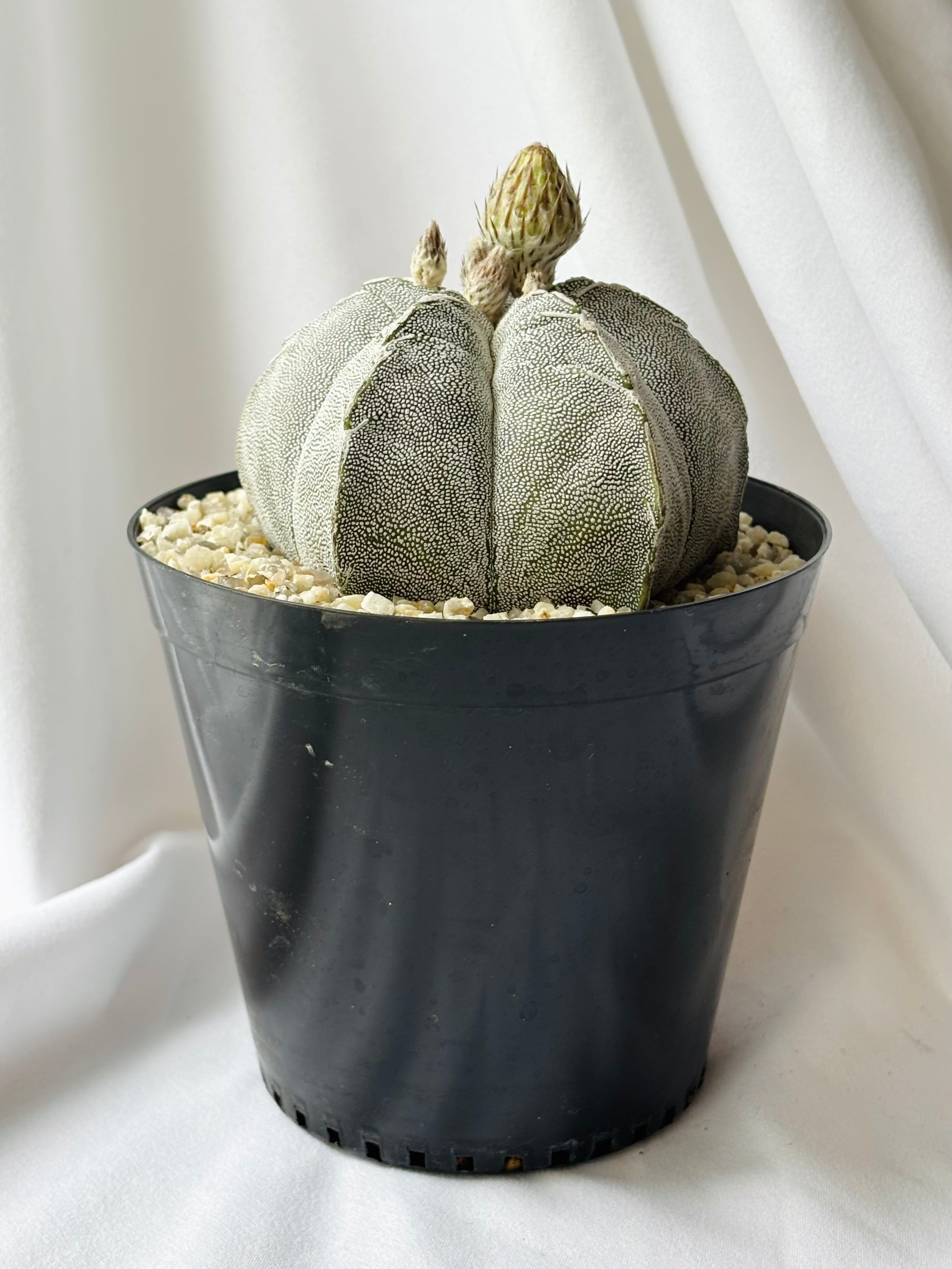 Astrophytum myriostigma アストロフィツム ランポー玉 恩塚鸞鳳玉