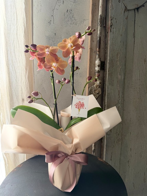 Mother’s day　胡蝶蘭　モナコ
