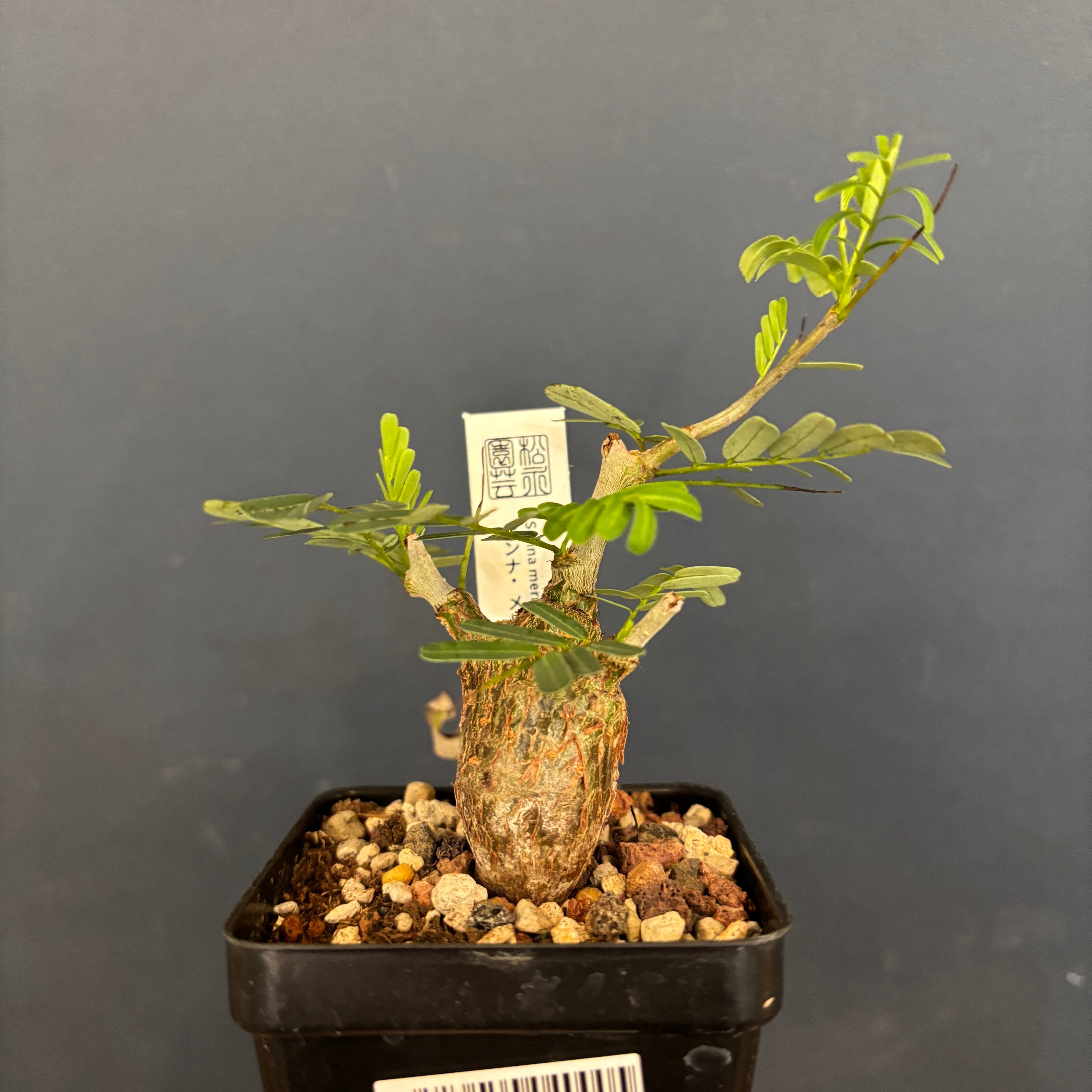 センナ メリディオナリス