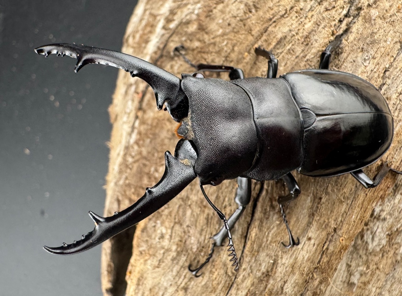 【WD】《アドゥンクスフタマタ ミャンマー北部亜種 64mm B品ペア》