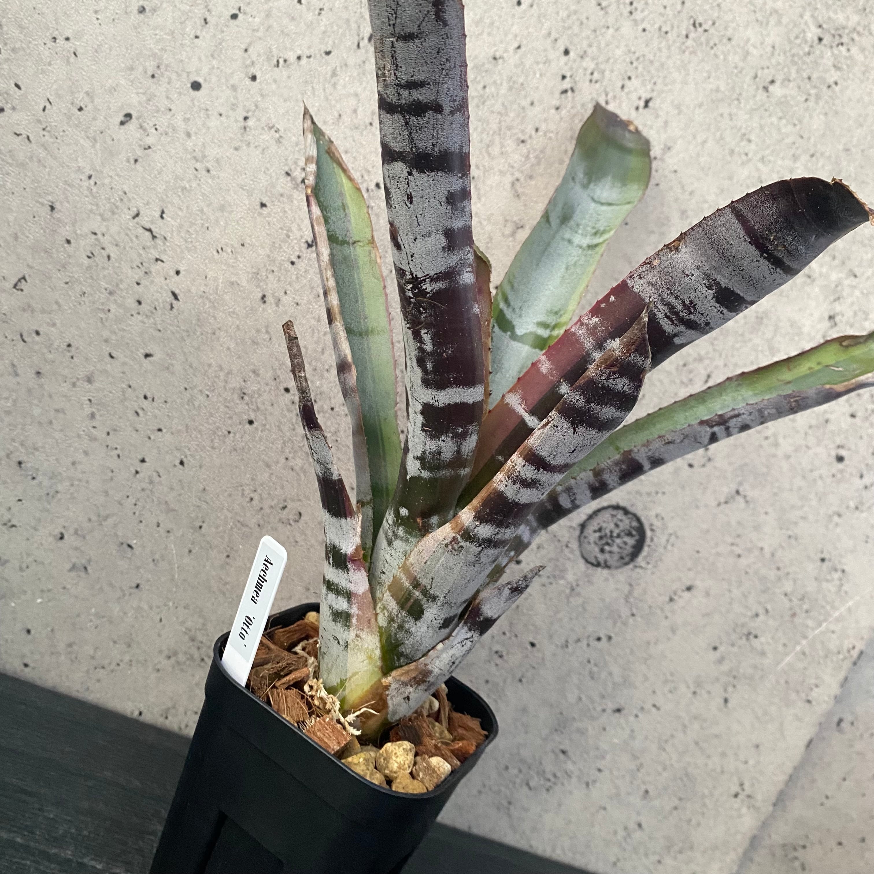 フリーセア'ロロ'タンクブロメリア Aechmea Zebrina Surprise【artPLANTs】エクメア/タンクブロメリア