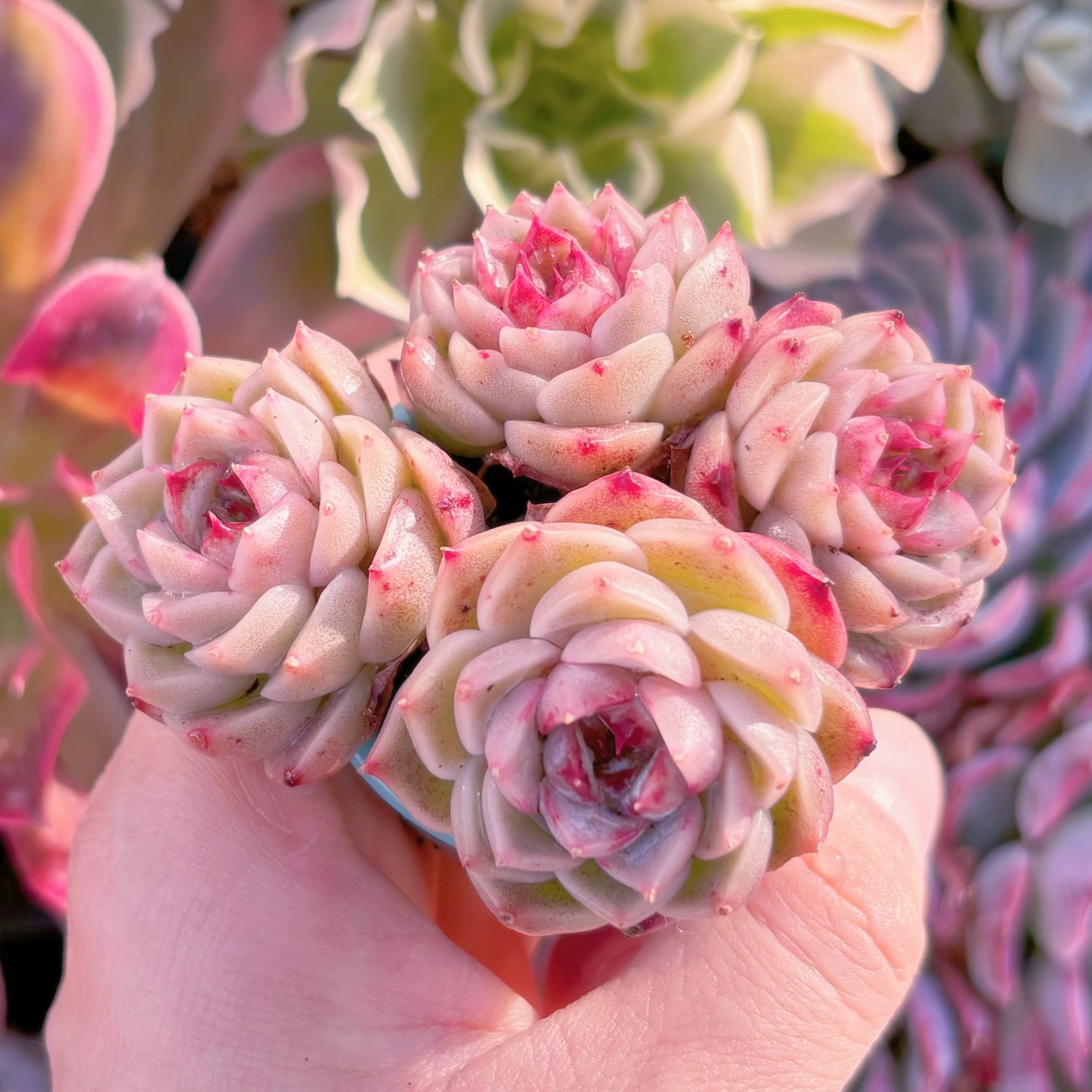 多肉植物 レッドベルベット 群生3頭から 新入荷 るる農園 | るる農園