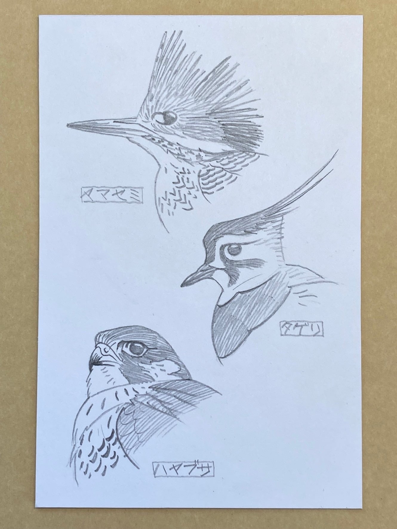 BIRD WATCHING NOTE〈selection〉 | TORINOE BOOKS