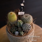 サボテン 寄せ植え 観葉植物 多肉植物 インテリア 4号 陶器鉢 ミニサボテン BR