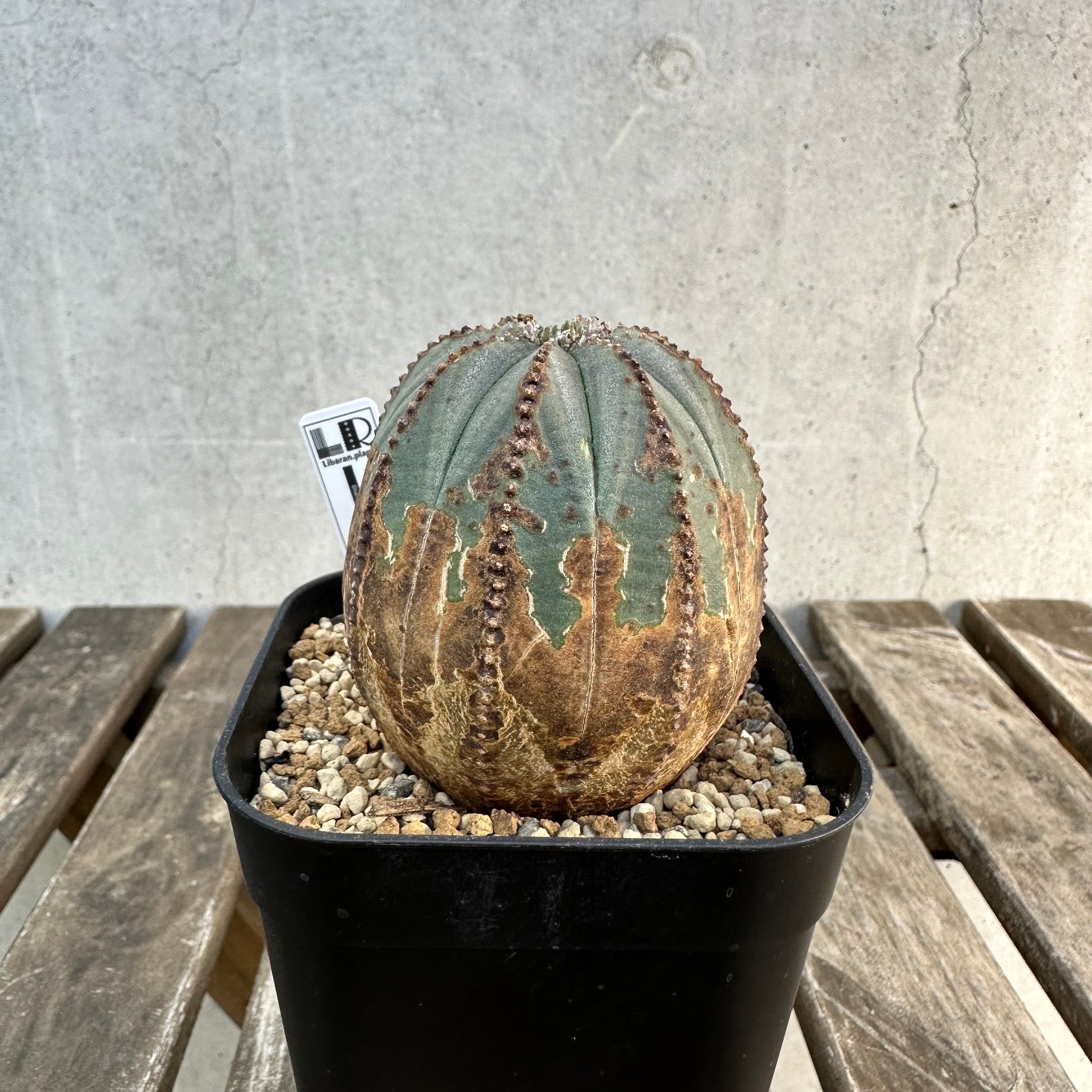 Obesa メス株 | Libaran_Plants〜ユーフォルビア オベサ 専門店