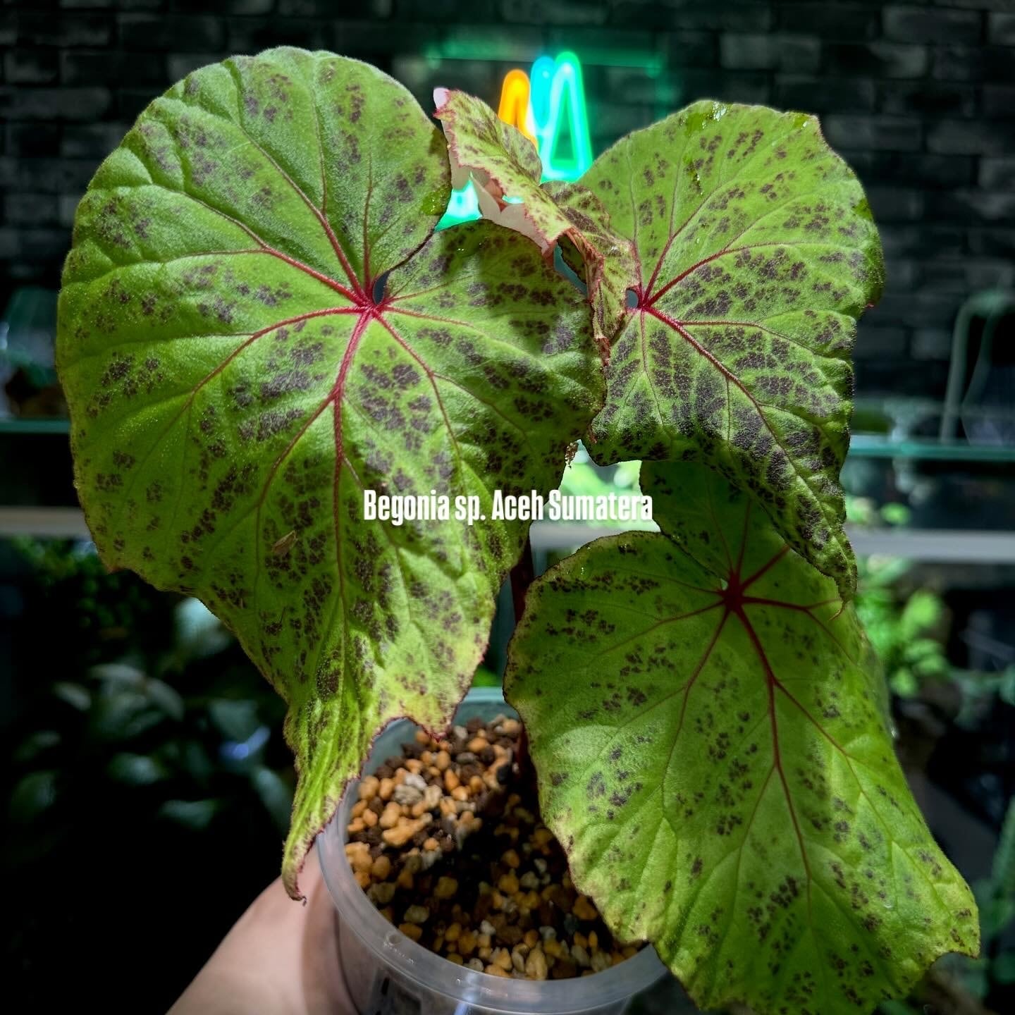 大株】Aglaonema pictum 