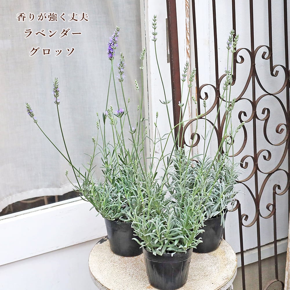 花苗 ラベンダー グロッソ ラバンディン系 3.5号 多年草 ハーブ 香り