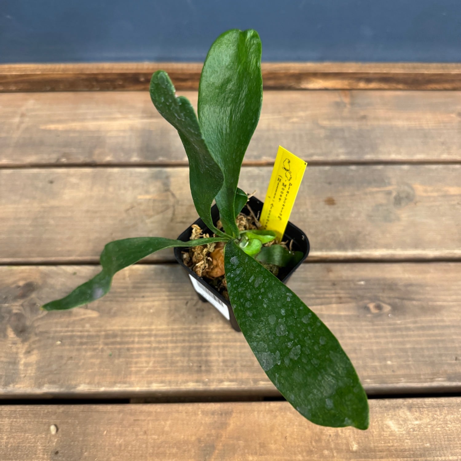 ビカクシダ（P.Moose） ビカクシダ Platycerium Moose(hillii × alcicorne)【154