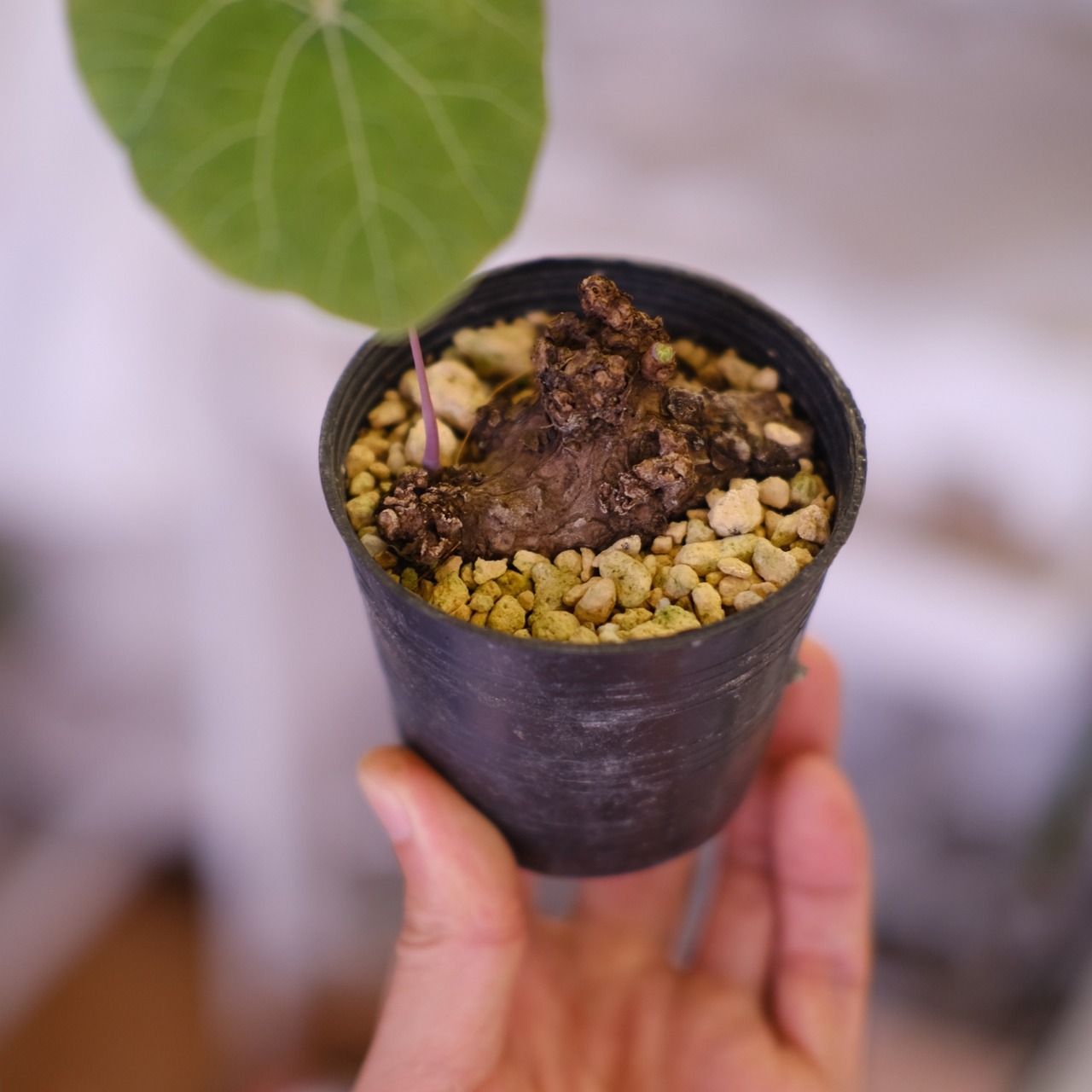 Stephania kaweesakii│ステファニア カウィーサキ│観葉植物