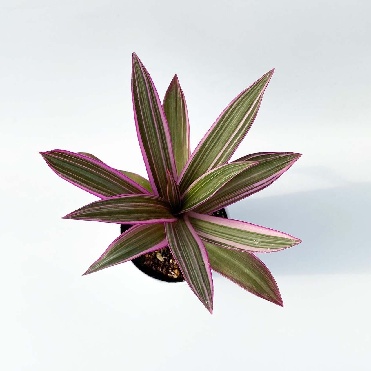 ３２ ムラサキオモト Inakougei イナコウゲイ おしゃれ 観葉植物 鉢 多肉 猫