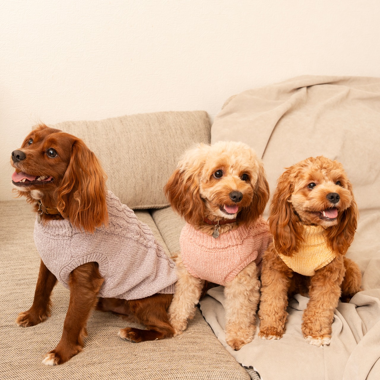 TOREOTTO38 DOG KNITVEST / PINK