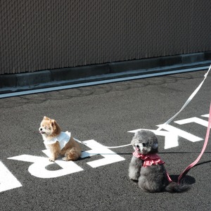 【予約】[ OHDIBS ] CAPENESS leash｜NO.15 _Red check