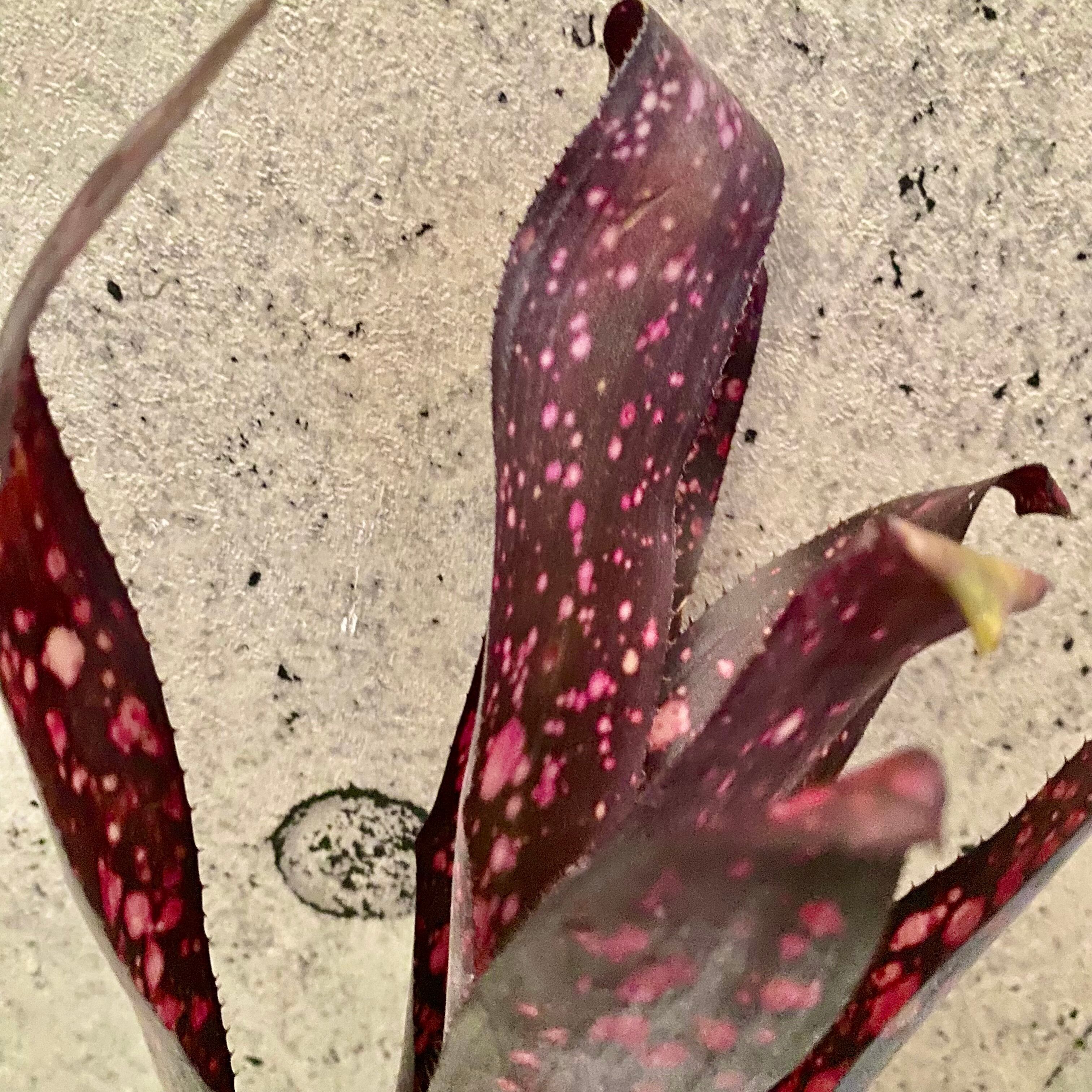 レアです！タンクブロメリア『Black Cherry』 | Planet Plants