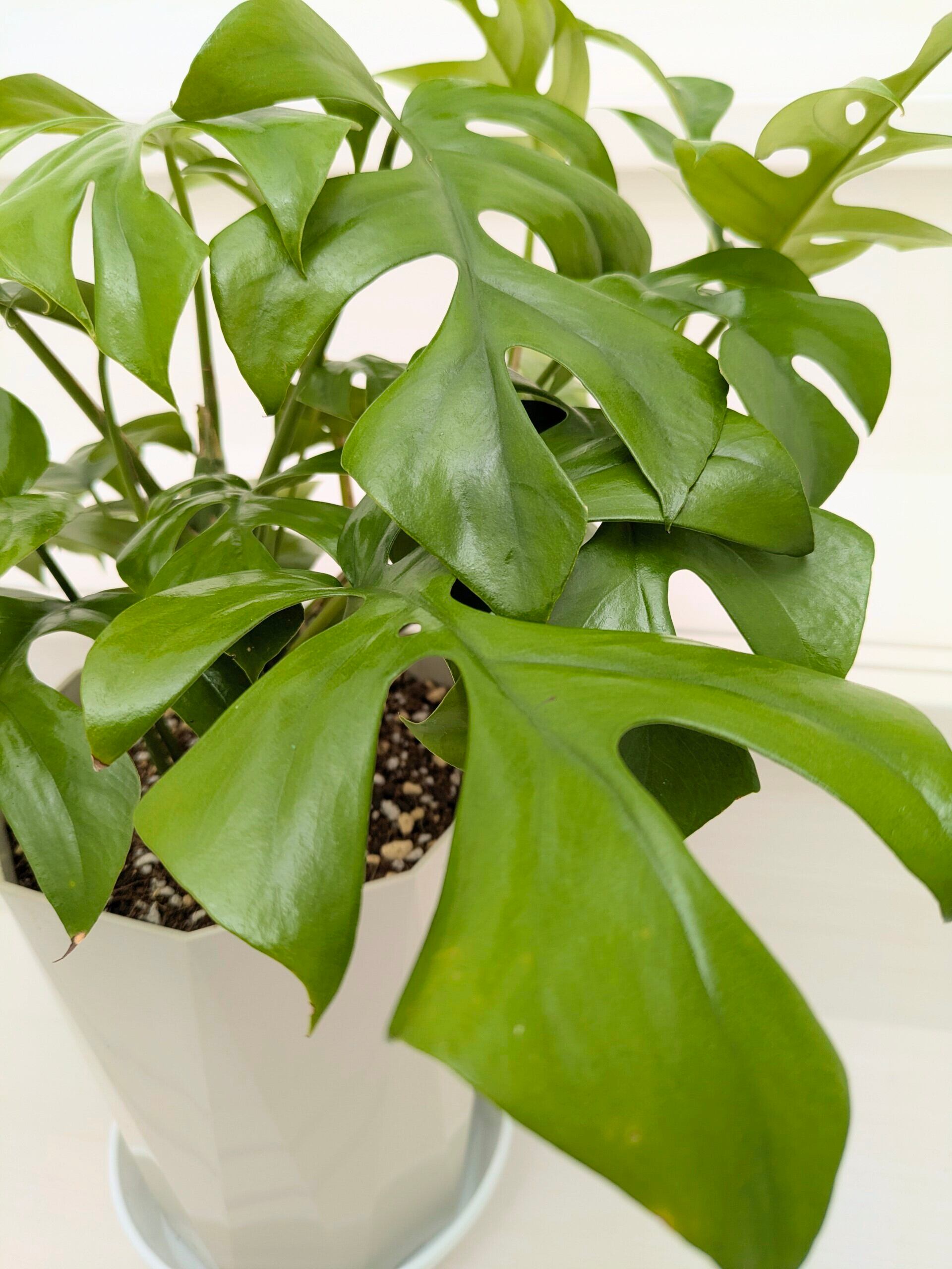 観葉植物》 ヒメモンステラ 6号鉢 現品のみ | 札幌 花屋【花だより