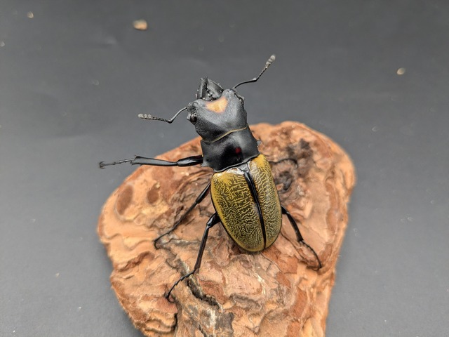 WDスペクタビリスツヤ　♂50ｍｍ♀42ｍｍ