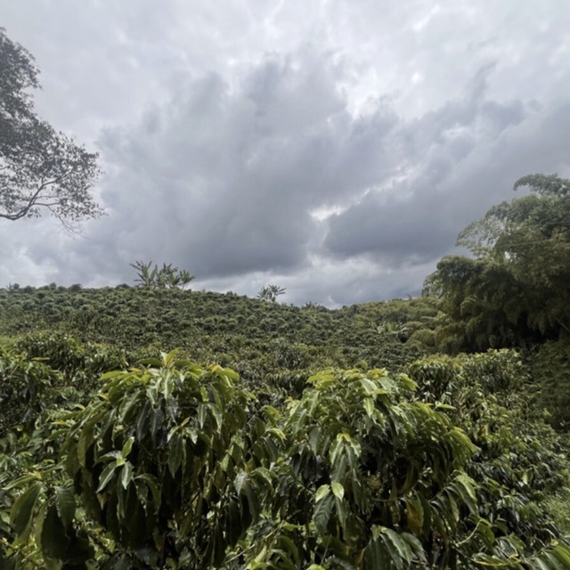 Finca Milan Caturra Nitro