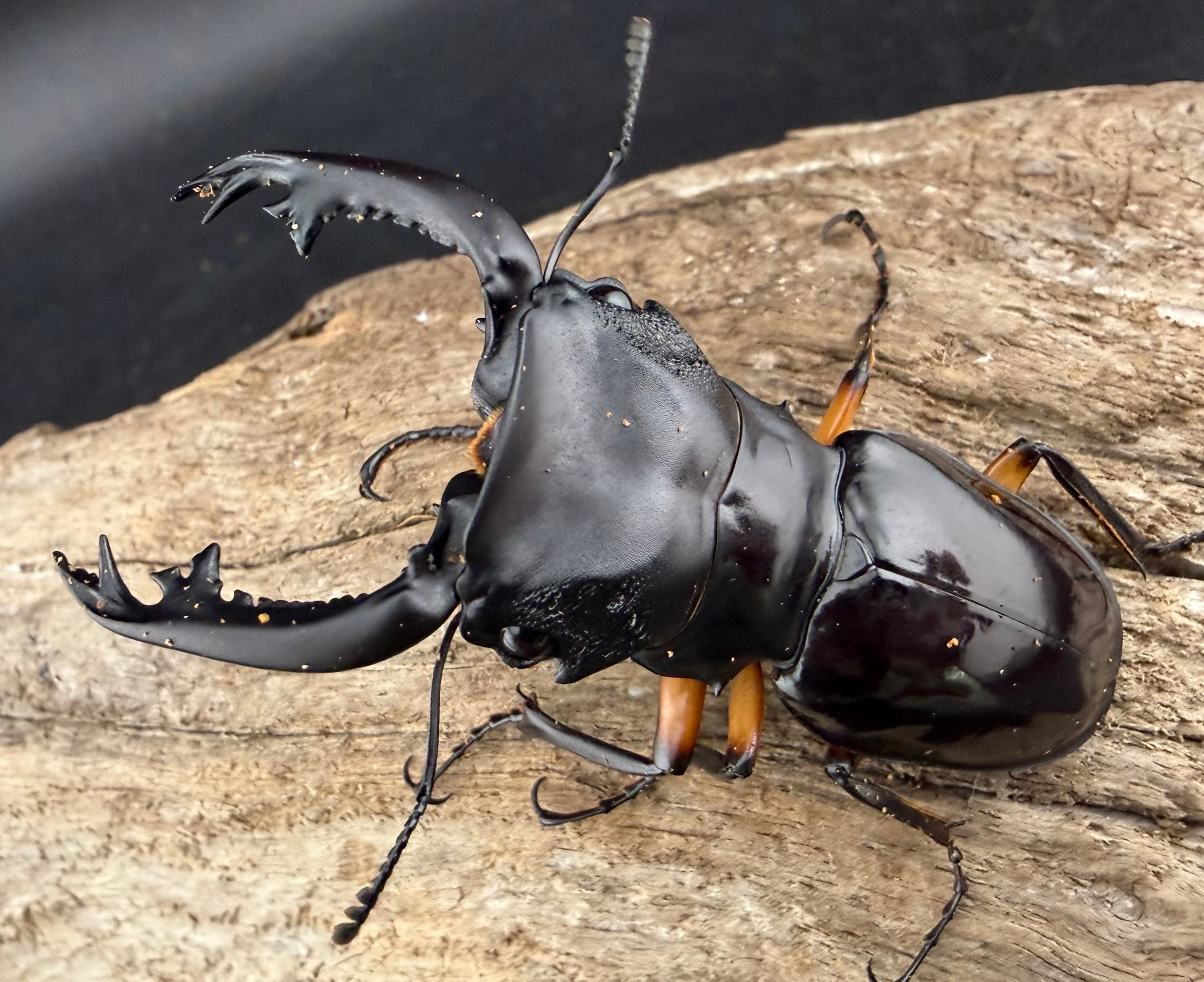 WD】《クベラツヤクワガタ亜種sinensis 浙江省産 70mm ペア》 | KPW