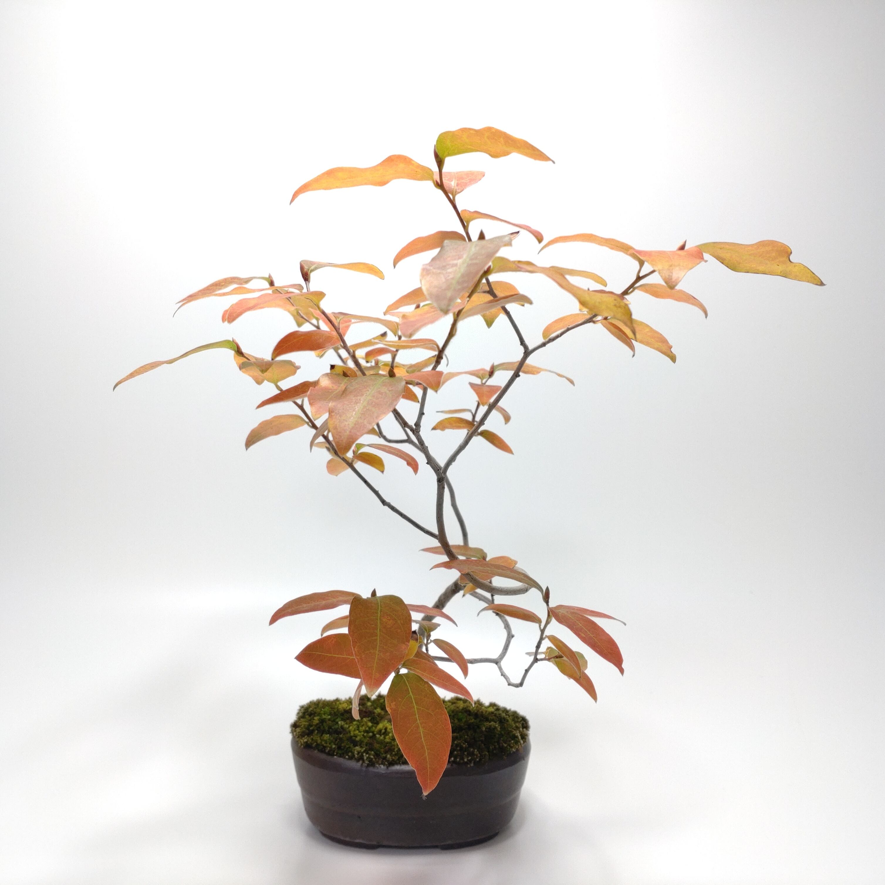 ヤマコウバシ盆栽 SS016 | 盆栽創【Bonsaisou】