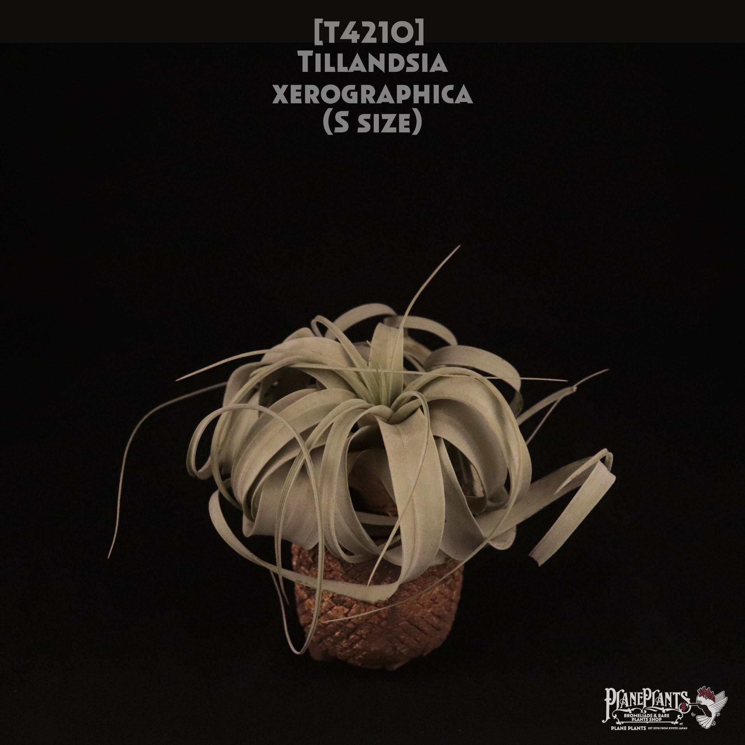 【送料無料】xerographica S〔エアプランツ〕現品発送T4210