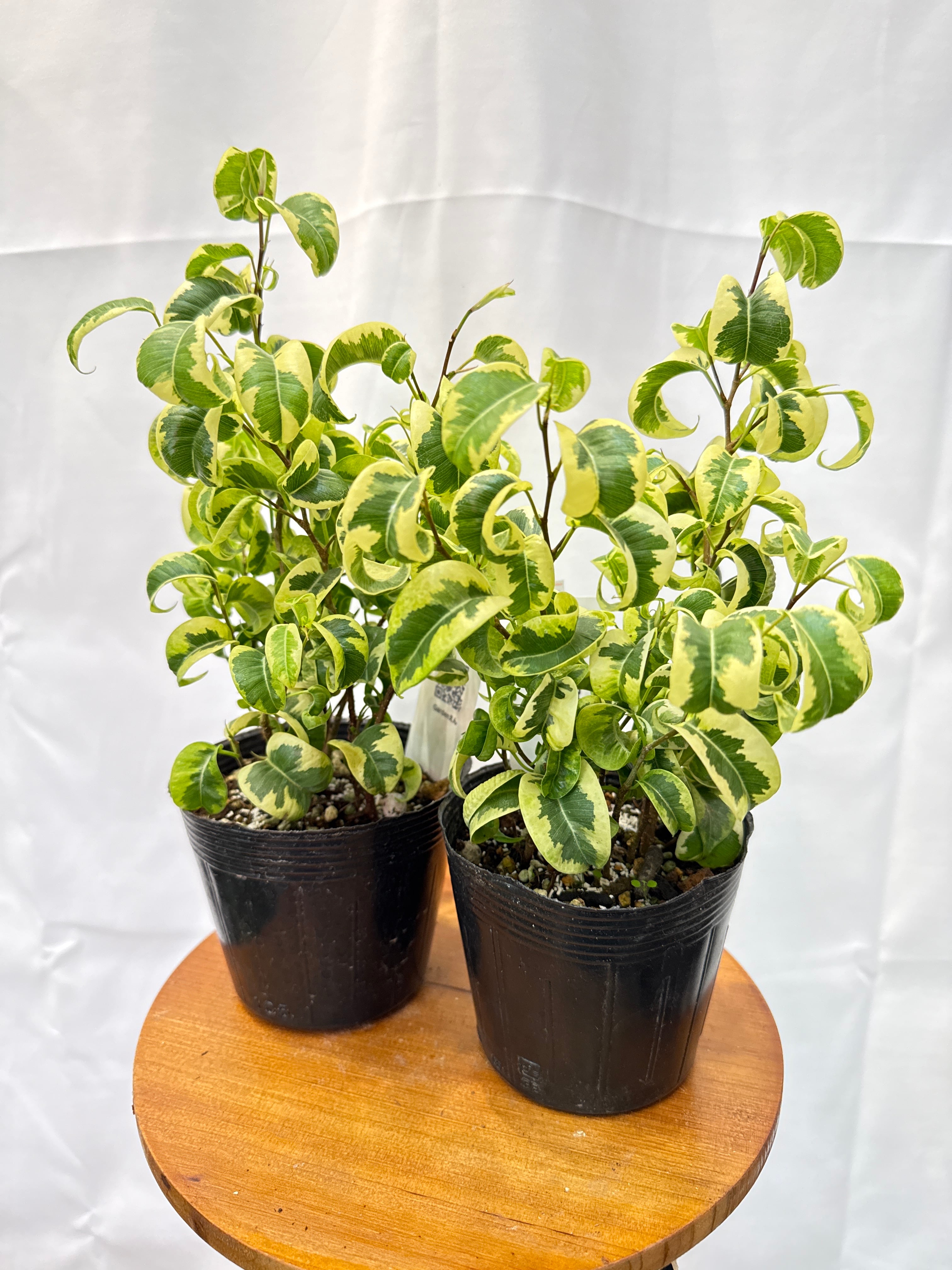 ①　フィカス　ベンジャミナ　ネジリ仕立て　極太　特大苗木最高等級　極上品‼️ フィカス ベンジャミナ