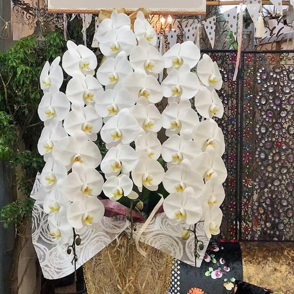 店舗からお届けエリア限定 胡蝶蘭鉢大輪3本立ち（輪数多め） 白 札(大