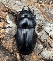 【WD】《マンディブラリスフタマタ 92.5mm ペア》