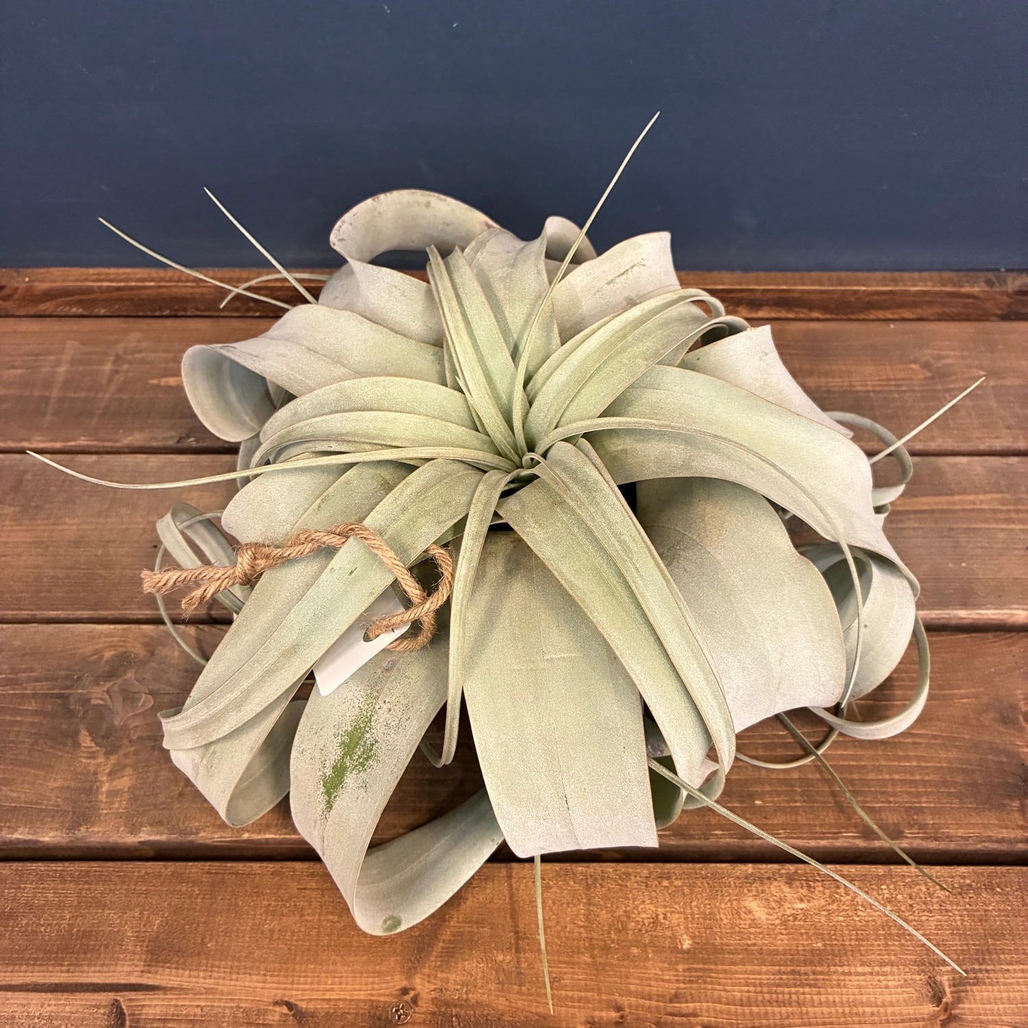 チランジア | PROTOLEAF プロトリーフ