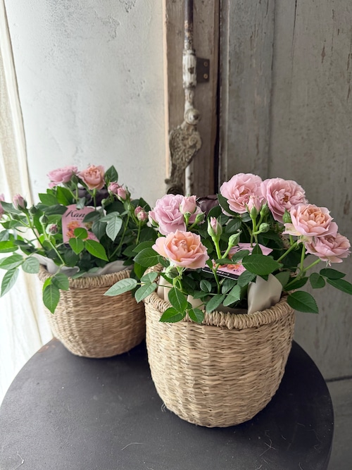 Mother‘s day ミニバラ・ハニーゴールド&バスケットセット