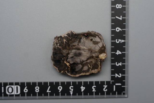 珪化木 Araucarioxylon ⑩