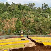 Ethiopia Aricha Washed 250g (20%Off)