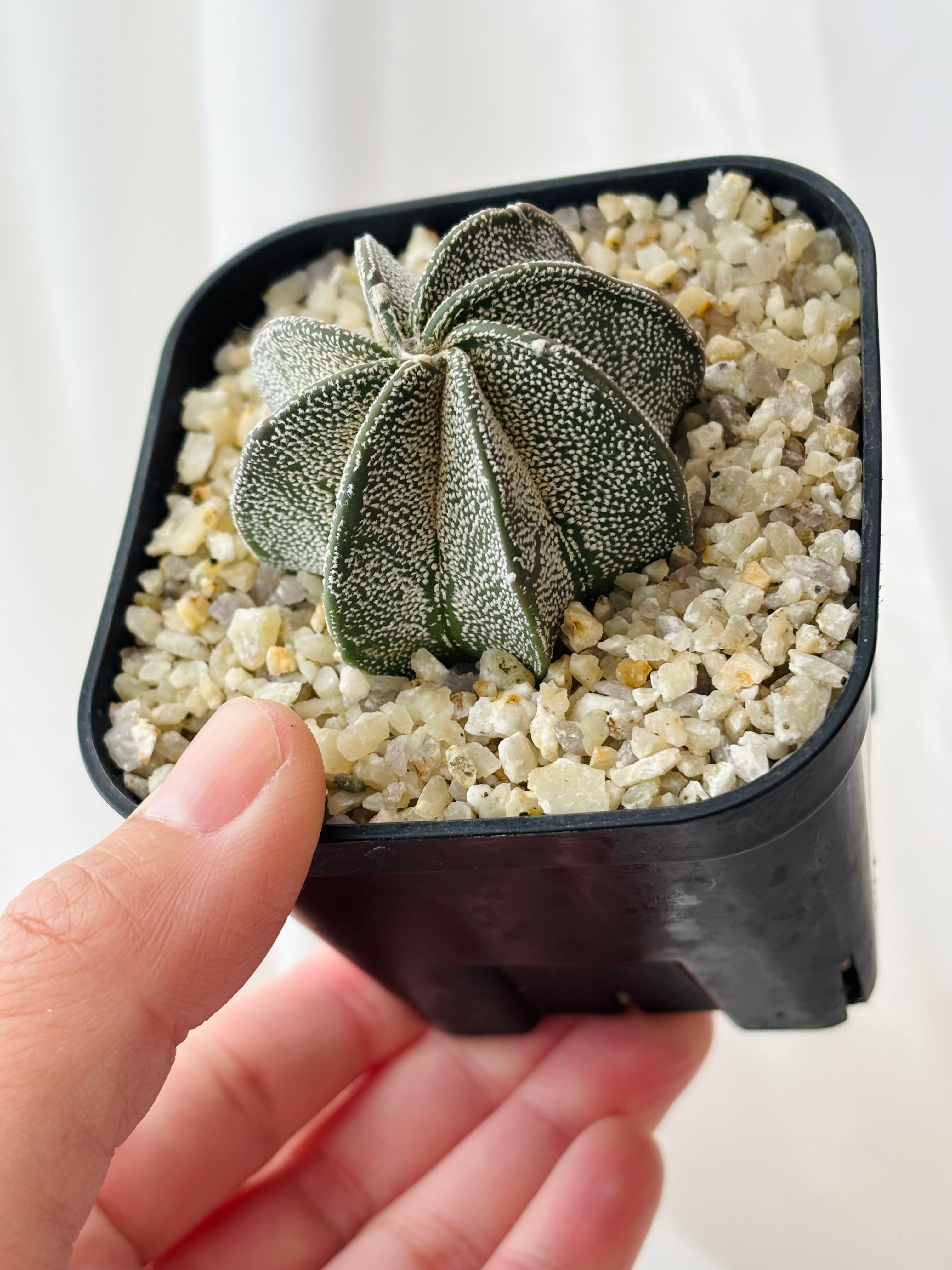 Astrophytum capricorne var.niveum アストロフィツム 白瑞鳳玉