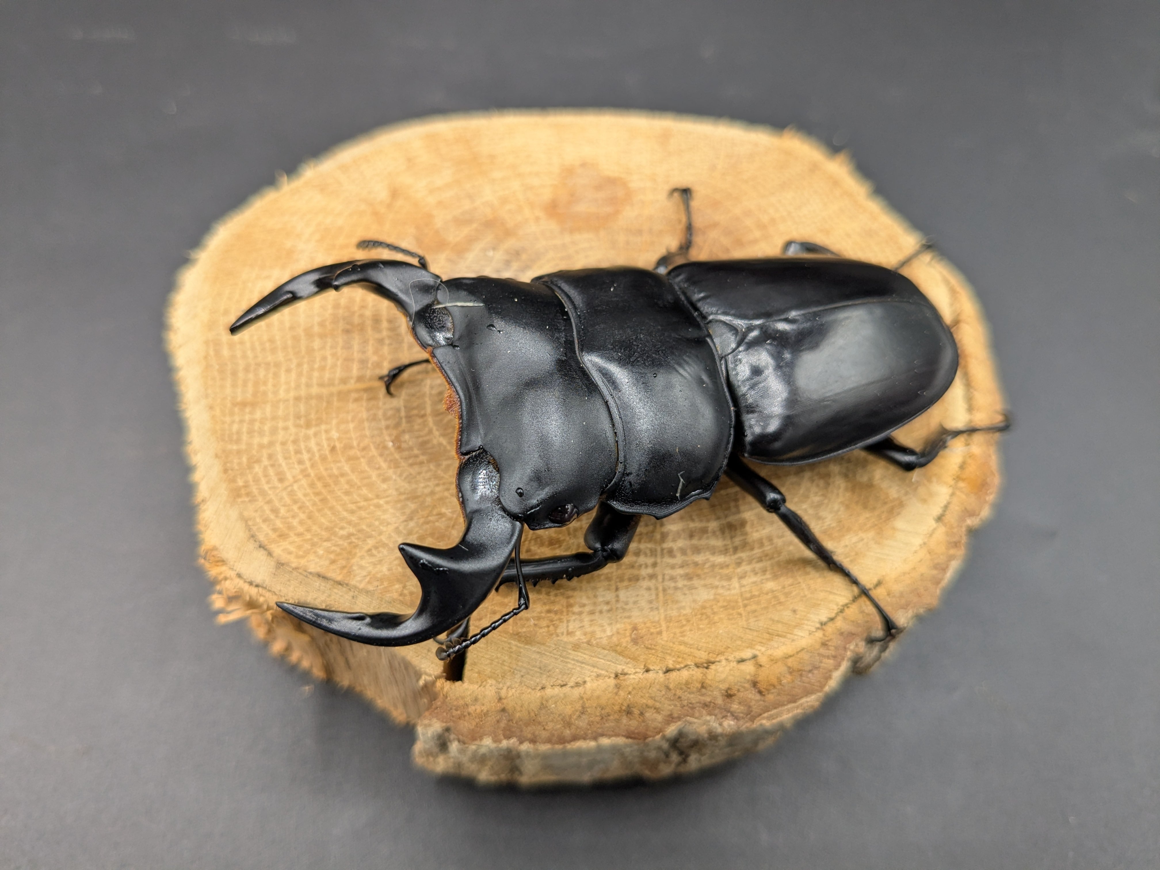 ベトナムアンテ ♂80mm♀47mm