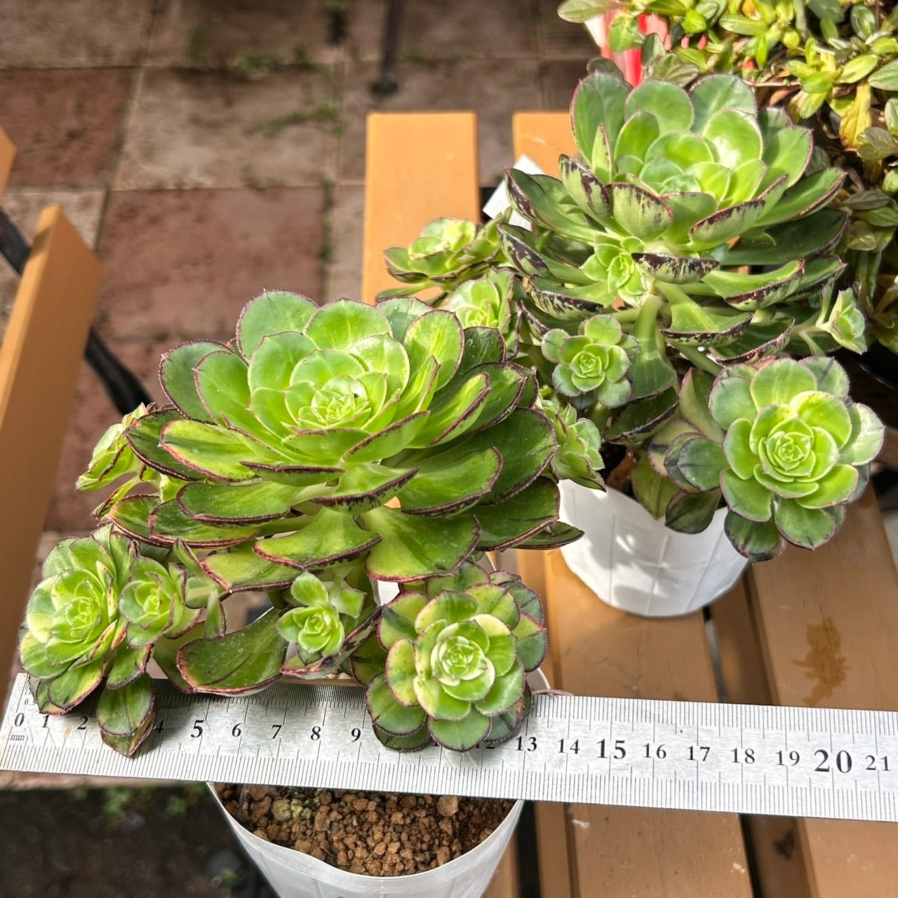 彩蝶群生(アエオニウム) | RuPo 多肉植物専門店