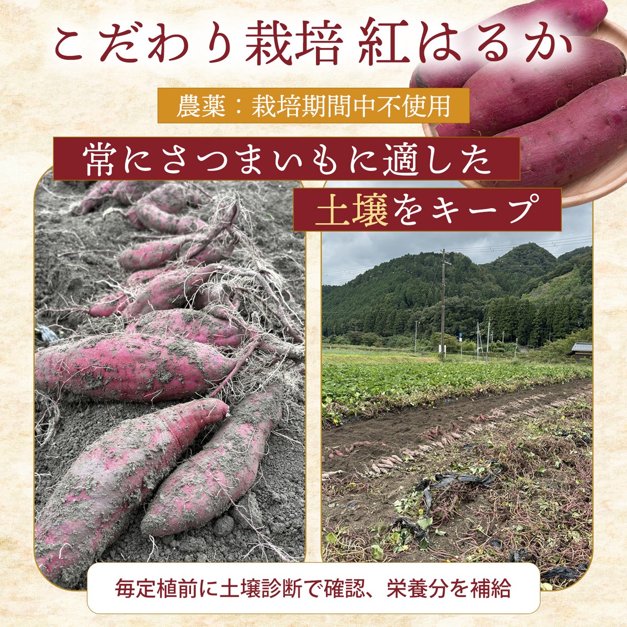 さつまいも 麹 ペースト 兵庫県産 紅はるか 使用 【砂糖不使用】 生野銀山 追熟　スプレッド ジャム 餡