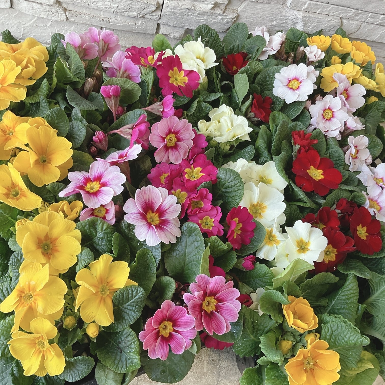 花苗 | 橋本種苗園