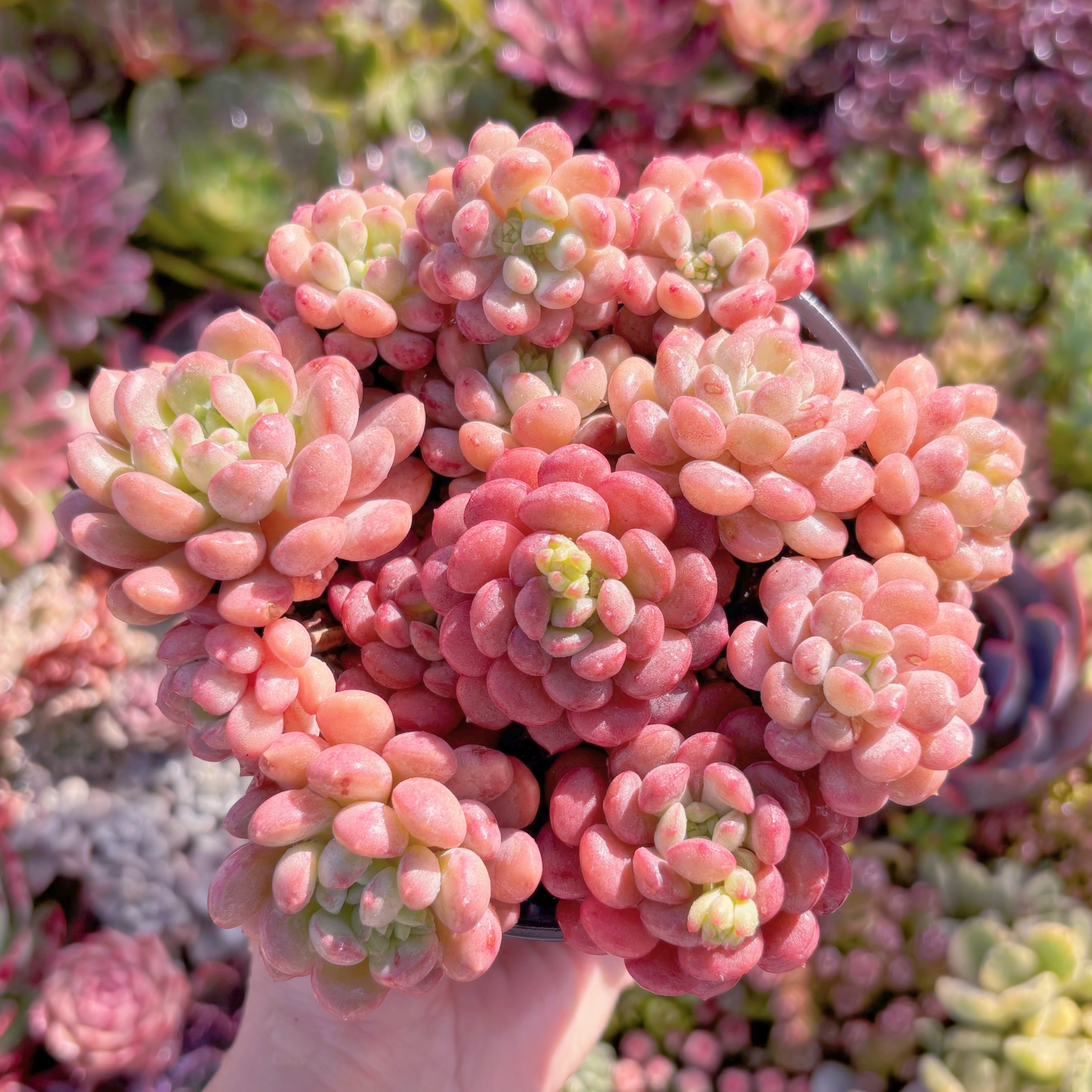 現品　Red Egg#M239　新入荷　るる農園